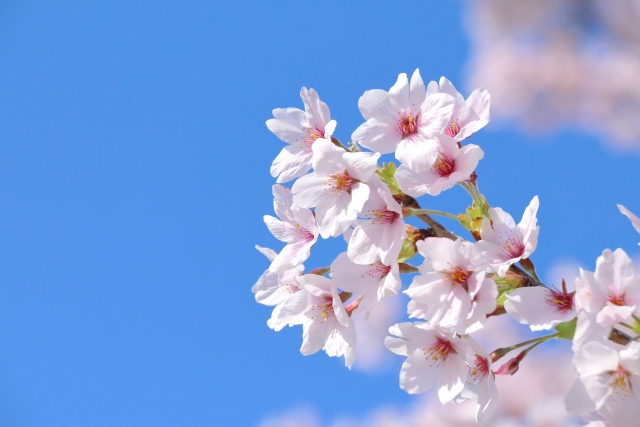 春の入会シーズンで増える事務作業の対策